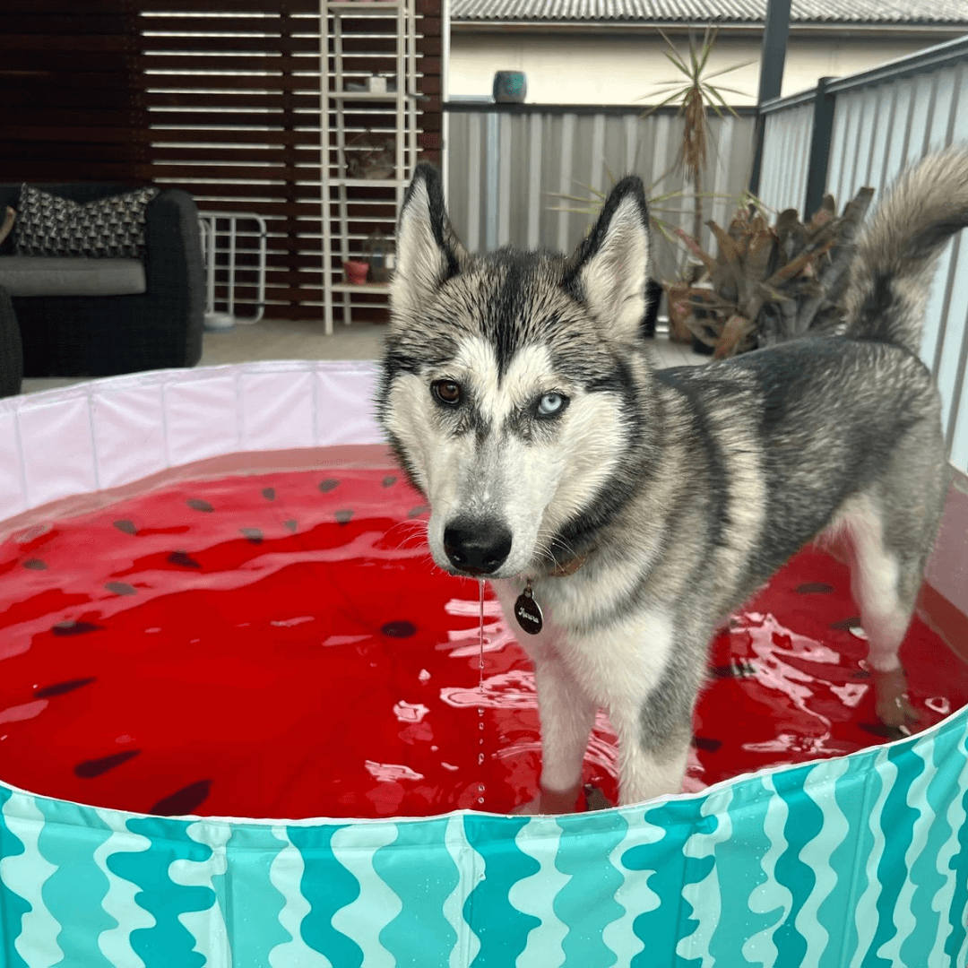 Charlie's - Watermelon - Portable Pet Pool